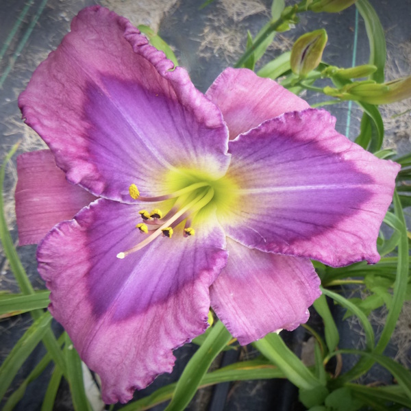 Nordic Orchid - 1 Fan